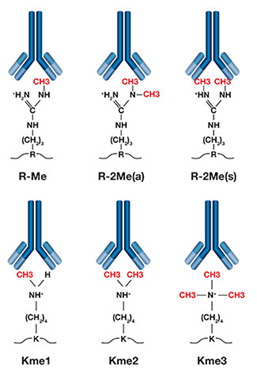methylation modification