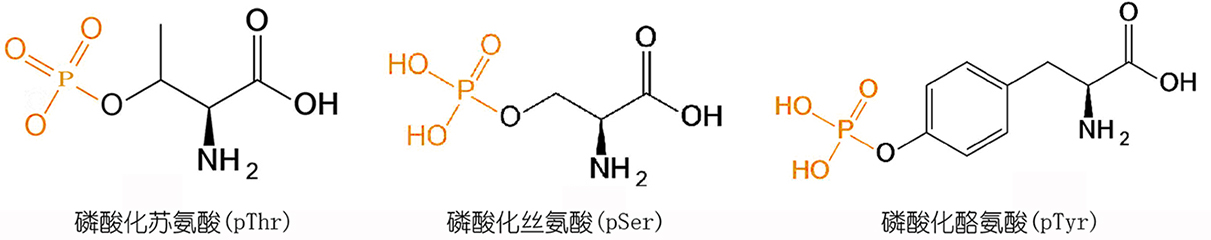 phosphorylation modification
